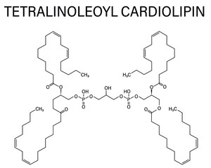 Cardiolipin or tetralinoleoyl cardiolipin molecule. Important component of the inner membrane of mitochondria. Skeletal formula.