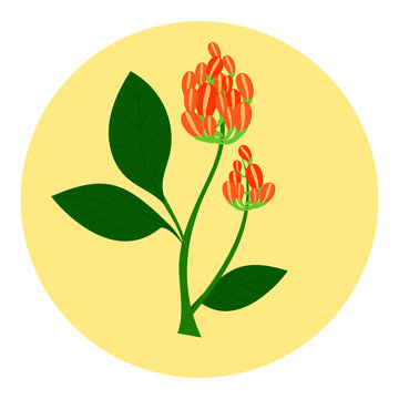 Jamaican Dogweed , alternative natural treatment and herb