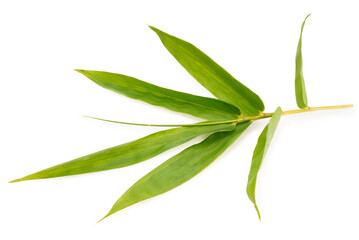 Bamboo leaves isolated on white background, Natural bamboo leaves on White Background, With clipping path,