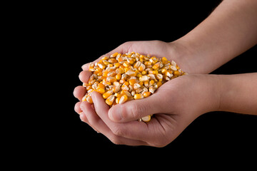 hands with corn on black  background