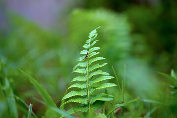 small grasshopper on fern leaf in the morning after rain close up