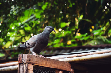 Closeup of a hill pigeon standing at the door of pigeon’s home. Beautiful eastern rock dove or Turkestan hill dove looking at the camera