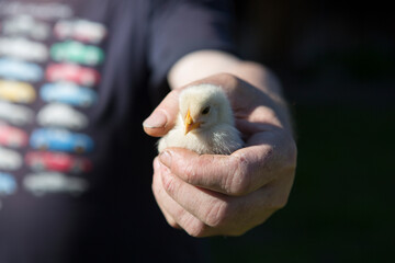 close up shot of a strong, rough hand with dirty nails of a man farmer holding a small cute newborn baby chicken chick