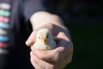 close up shot of a strong, rough hand with dirty nails of a man farmer holding a small cute newborn baby chicken chick