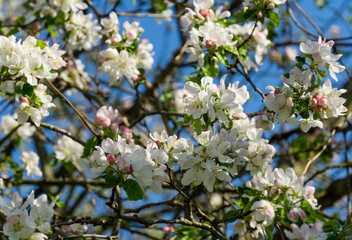 Blossoming very old apple tree against the blue spring sky. Close-up white apple flowers. Selective focus. Sunny evening. Nature concept for design. There is place for your text