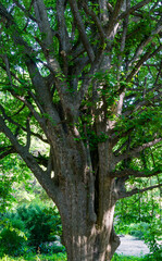 Old beautiful Parrotia persica or Persian ironwood tree in spring Arboretum Park Southern Cultures in Sirius (Adler) Sochi. Parrotia with many branches and lush foliage. Nature concept