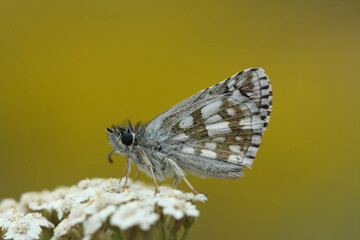 Olive Skipper (Pyrgus serratulae) butterfly on a flower in spring. Natural wallpaper. 