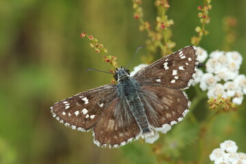 Upper wings of Olive Skipper (Pyrgus serratulae) butterfly