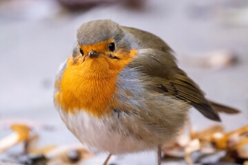 Fototapeta premium robin on a branch