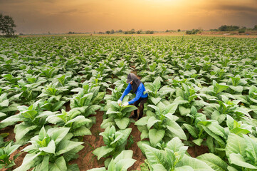 agricultural woman holding tobacco leaves in the harvest season Farmer collecting tobacco leaves Farmers grow tobacco in the form of tobacco grown in Thailand.