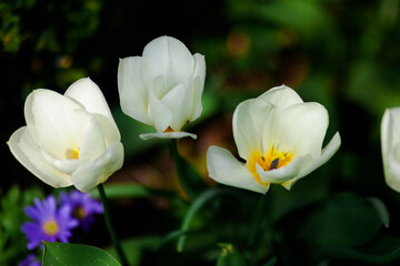 white crocus flowers