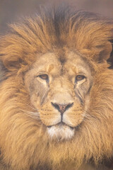 portrait of a lion