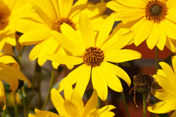 blühender Gelber Sonnenhut, Blumen, Deutschland