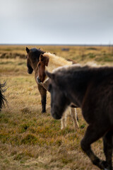 three Iceland Horses walking on yellow gras in autumn