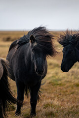 Iceland Horses staying on yellow gras © Hang Loose Marketing