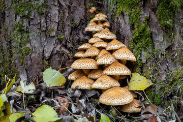 Group of Pholiota squarrosa mushroom commonly known as shaggy scalycap on old tree stem - detail of autumn landscape. Czech Republic, Europe.