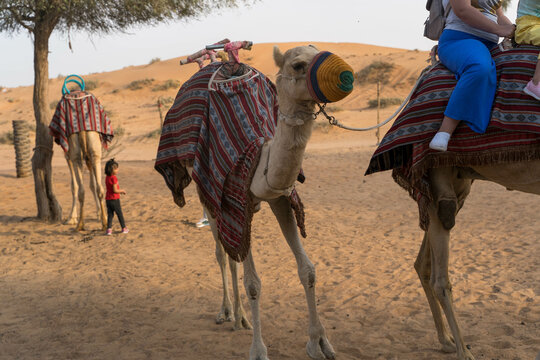 Person Riding Camel