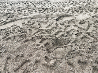tracks in sand