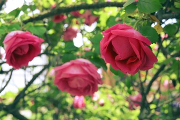 Lovely purple rose on a background of a green bush with buds, a flower symbol of love and romance