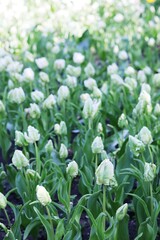 Fototapeta premium Group of blooming white tulips in the park, flower plantation, spring season 