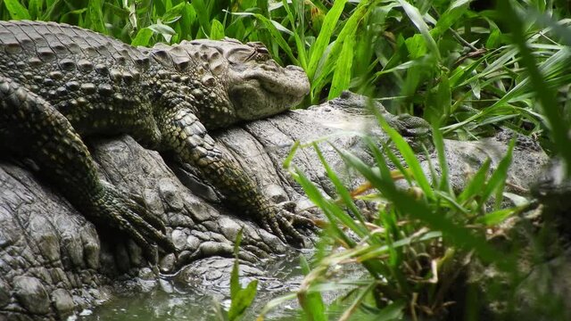 Great close up shot of young Caiman Crocodile lying on top of its mother in the lake