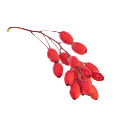 branch of fresh red barberries isolated on white