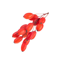 branch of fresh red barberries isolated on white