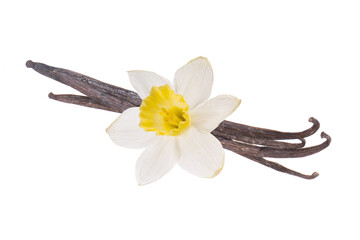 heap of vanilla pods  with flower isolated