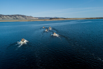 Amphibious offroad vehicles crossing the Lena river 