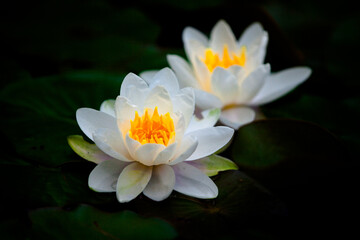 white water lily