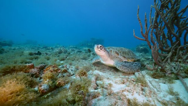 Seascape with Green Sea Turtle in the coral reef of Caribbean Sea, Curacao