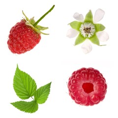 raspberry, flower and leaf of raspberry isolated on white background