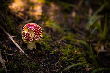 Amanita muscaria. Red spotted mushroom fungi. Fly agaric. Beautiful nature landscape. Green moss, blurred background. High quality photo