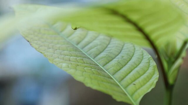 Shift focus shot, mitragyna speciosa korth leaf (kratom)
