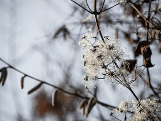 Detail of a faded common clematis in winter - Clematis vitalba