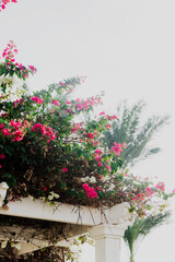 Fototapeta na wymiar Beautiful bush of pink flowers on an arch