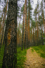 A forest path with rays of the sun, firs and pines. Climbing along the trail with rocks and roots .Green grass and bush. High quality photo