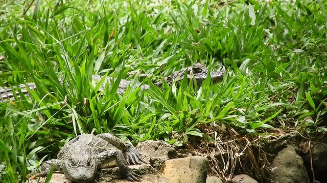 Shot of young Caiman Crocodile yawning or panting on grassy bank in strong sunshine