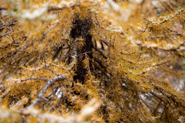 Larch Tree branches covered with snow - Lärche Island - Schnee