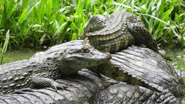 Cute shot of 2 baby Caiman crocodiles sunning themselves on the back of their large mother