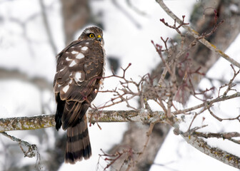 Young eurasian sparrowhawk (Accipiter nisus) sitting on a branch in winter.