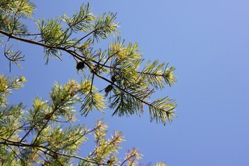 branches of a tree against sky