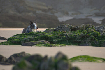 Chien sur la plage