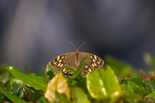 Papillon