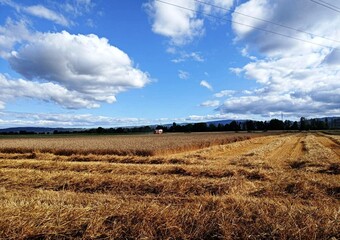 Recolección de trigo en A Limia, Galicia