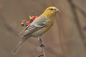 Pine grosbeak (Pinicola enucleator) female feeding on rowan berries.