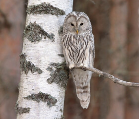 Ural owl (Strix uralensis) resting on a birch branch in late autumn.