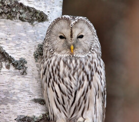 Close up of an ural owl (Strix uralensis) resting on a birch.