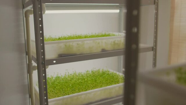 Close up fresh microgreen sprouts on white shelves agriculture with light. Young plant pot salad. Nutrition organic raw growth.