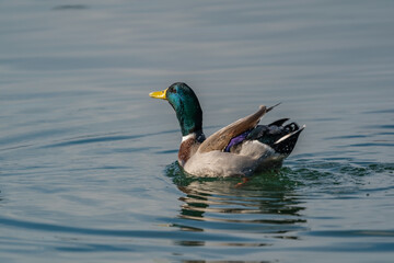 Fototapeta premium Mallard (Anas platyrhynchos) swimming in the lake